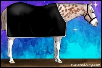 Horse Color:Bay Splash Appaloosa