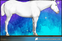 Horse Color:Cremello Splash Appaloosa 