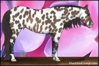 Horse Color:Brown Dun Appaloosa 