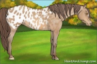 Horse Color:Amber Champagne Appaloosa