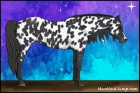 Horse Color:Black Near Leopard 