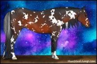 Horse Color:White Spotted Brown 