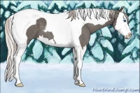 Horse Color:Silver Black Splash Tobiano 