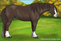 Horse Color:Liver Chestnut Splash 