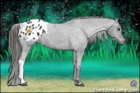 Horse Color:Black Appaloosa 