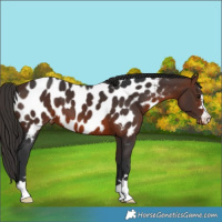 Horse Color:Brown Appaloosa