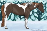 Horse Color:Liver Chestnut Tobiano