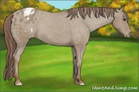 Horse Color:Classic Champagne Appaloosa Rabicano 