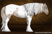 Horse Color:Palomino Tobiano Appaloosa Rabicano 