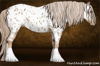 Horse Color:Palomino Appaloosa