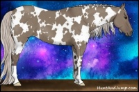 Horse Color:White Spotted Silver Grullo