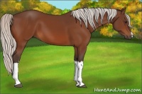 Horse Color:Silver Bay 