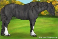 Horse Color:Black  Brindle