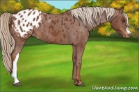 Horse Color:Chestnut Blanket