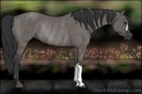 Horse Color:Grullo Rabicano 
