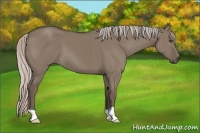 Horse Color:Silver Grullo 
