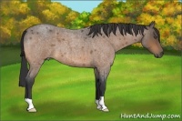 Horse Color:Buckskin Roan 