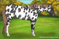 Horse Color:Liver Chestnut Appaloosa Rabicano