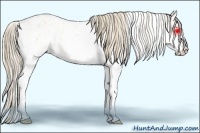 Horse Color:Perlino Sabino and Perlino Sabino
