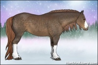 Horse Color:Liver Chestnut 