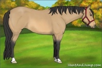 Horse Color:Buckskin Roan 