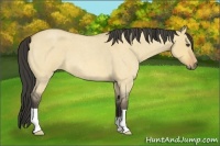 Horse Color:Buckskin Roan Dun