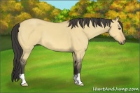 Horse Color:Buckskin Dun 