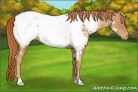 Horse Color:Gold Champagne Snowcap 