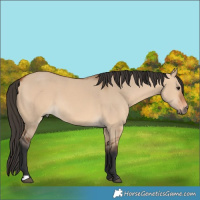 Horse Color:Bay Dun