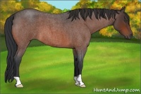 Horse Color:Bay Roan 