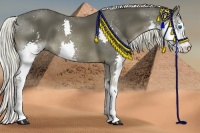 Horse Color:White Spotted Liver Chestnut Splash 