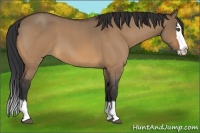 Horse Color:Bay Roan Dun Splash