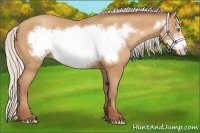 Horse Color:Silver Amber Champagne Frame 
