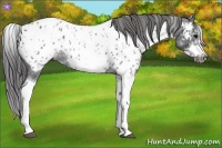 Horse Color:White Spotted Blue Roan Splash Frame Appaloosa 
