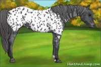 Horse Color:Black Appaloosa 
