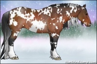Horse Color:White Spotted Brown Rabicano 