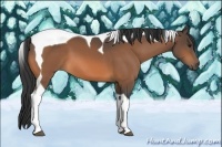 Horse Color:Buckskin Tobiano