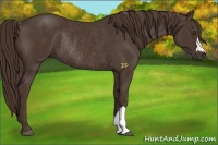 Horse Color:Liver Chestnut Rabicano 