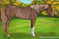 Horse Color:Chestnut Rabicano 