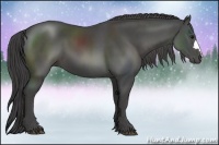 Horse Color:Smoky Black