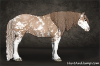 Horse Color:Black Pearl Sabino Rabicano