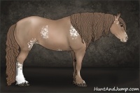 Horse Color:White Spotted Black Pearl Rabicano