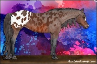 Horse Color:Bay Appaloosa 