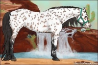 Horse Color:Bay Roan Near Leopard 
