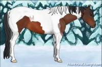 Horse Color:Bay Tobiano 