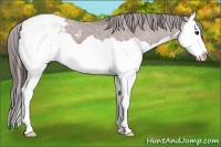 Horse Color:Bay Splash Snowcap