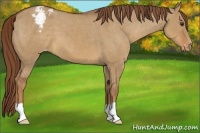 Horse Color:Red Dun Appaloosa