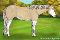 Horse Color:Palomino Dun Splash  Brindle