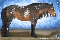 Horse Color:White Spotted Buckskin