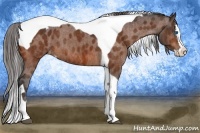 Horse Color:Bay Splash Tobiano Appaloosa  Brindle